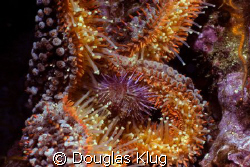 Death by Starfish.  An ochre star makes a meal out of an ... by Douglas Klug 